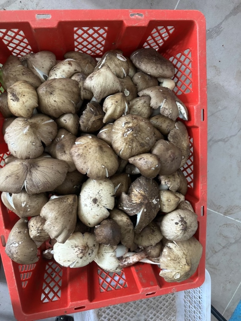 《鸡枞菌》正宗四川大山里面采摘基地直发一手货源对接全国
