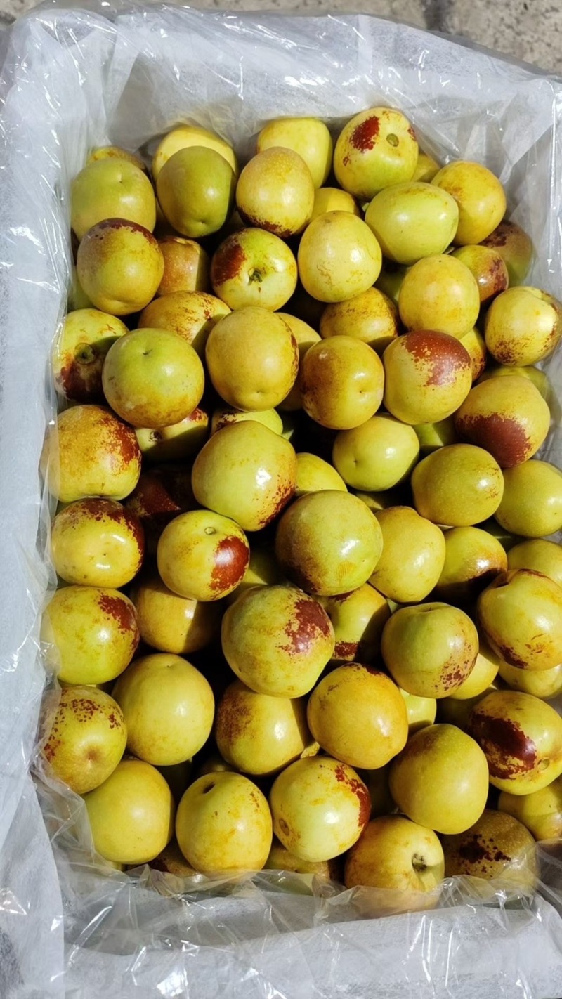 陕西大荔冬枣