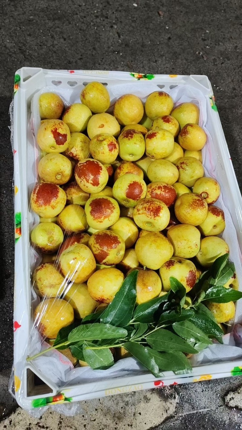 陕西大荔冬枣