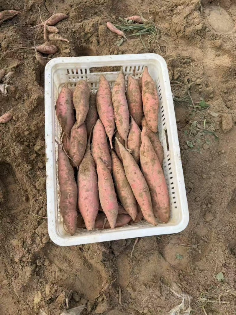 精品烟薯25支持各种规格各种包装，一件代发，