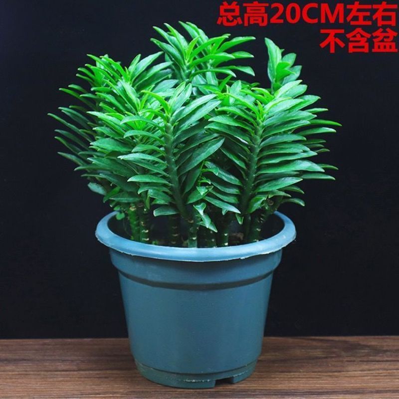 玉蜻蜓盆栽【四季常青好养】蜈蚣珊瑚防辐射净化空气除甲醛绿植