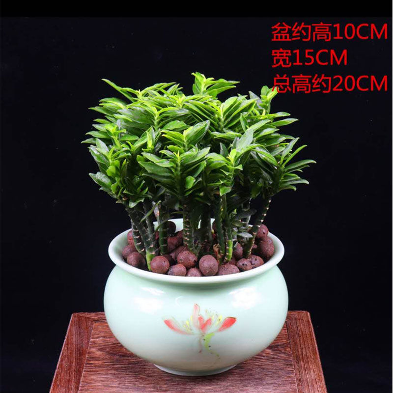 玉蜻蜓盆栽【四季常青好养】蜈蚣珊瑚防辐射净化空气除甲醛绿植