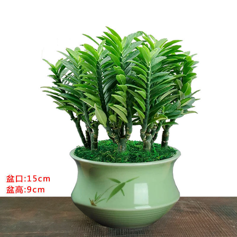 玉蜻蜓盆栽【四季常青好养】蜈蚣珊瑚防辐射净化空气除甲醛绿植