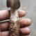野生菌