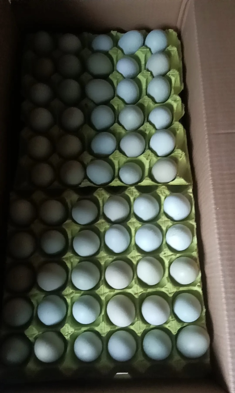 精品绿壳蛋一手货源，价格实惠，新鲜发货破损包赔！！！！！