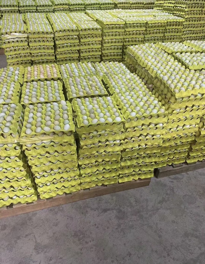 精品绿壳蛋一手货源，价格实惠，新鲜发货破损包赔！！！！！