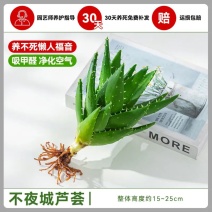 芦荟盆栽四季常青办公室客厅室内桌面绿植阳台庭院观赏植物好养