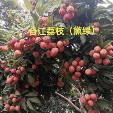 合江桂味，先进奉，荆州大红荔，红绣球