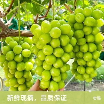精品阳光玫瑰基地直供大量上市品质好价格低全国发货