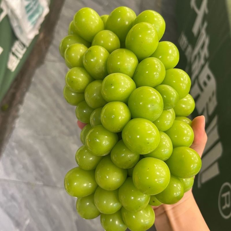 精品阳光玫瑰基地直供大量上市品质好价格低全国发货