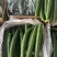 亳州露天黄瓜电商商超大量供应产地直发