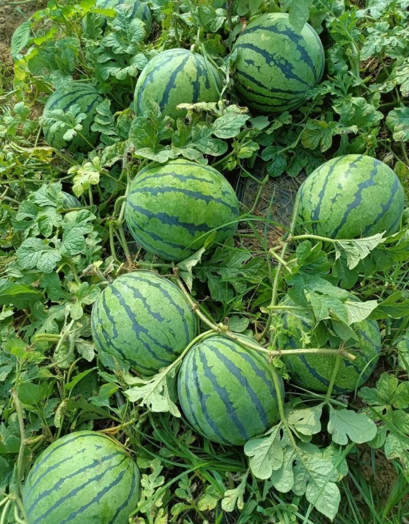 美都西瓜宁夏西瓜大量上市，头茬瓜价格美丽，欢迎咨询