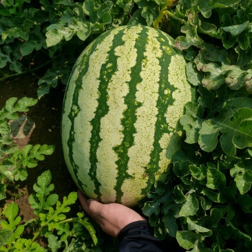 内蒙小白皮价格硬牙口好的来