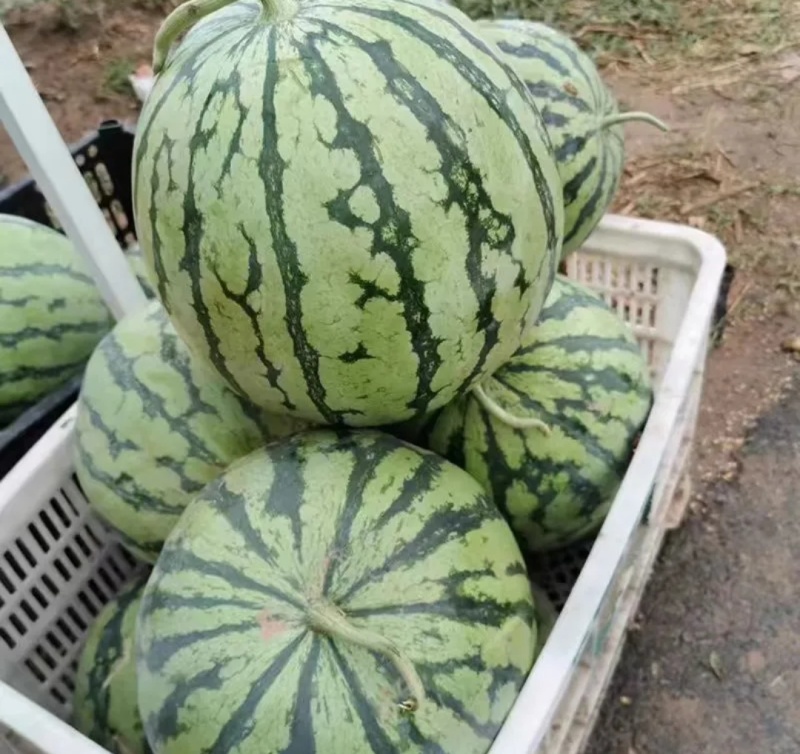 西瓜美都西瓜大量上市，皮薄瓜红味甜，对接市场
