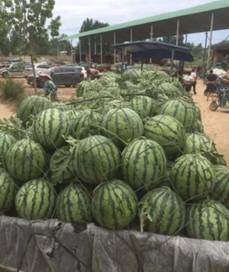西瓜美都西瓜大量上市，皮薄瓜红味甜，对接市场