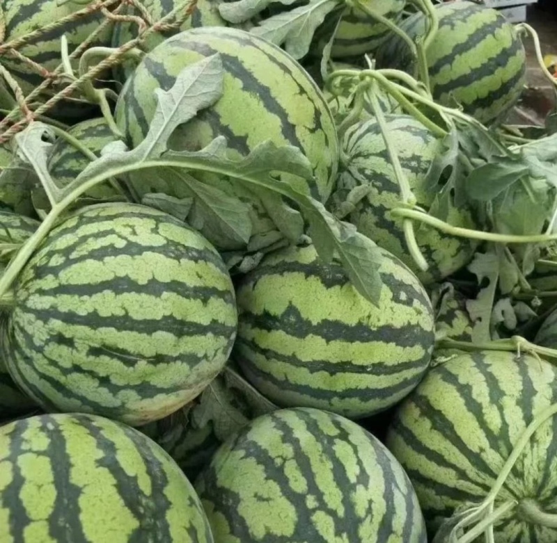 西瓜美都西瓜大量上市，皮薄瓜红味甜，对接市场
