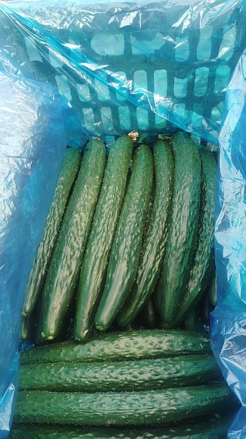 襄城县崔结实代收各种疏菜，精品黄瓜正在大量上市中。