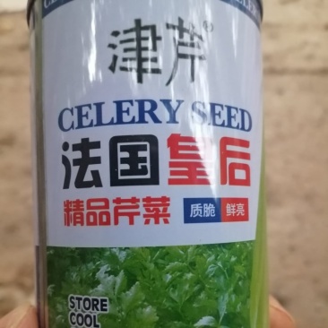 皇后芹菜苗