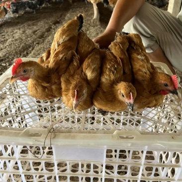 正宗散养小脚绿壳蛋苏秦鸡