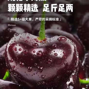 甘肃天水套袋黑珍珠车厘子新鲜水果纯甜国产美早大樱桃航空冷链