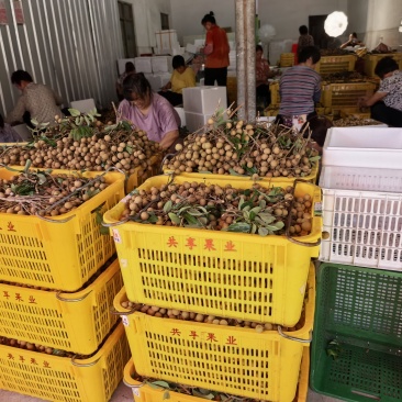 龙眼产地直供,专业代收购,代发