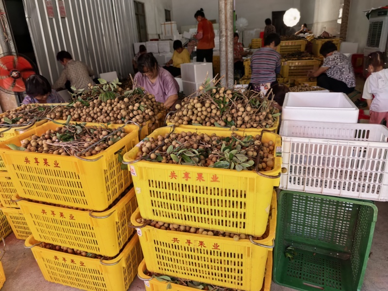 龙眼产地直供，专业代收购，代发