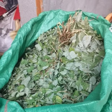 海拔高出自然生长小圆叶三枝九叶淫羊藿