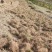 【道地药材认证黄连】自有种植基地质量保证
