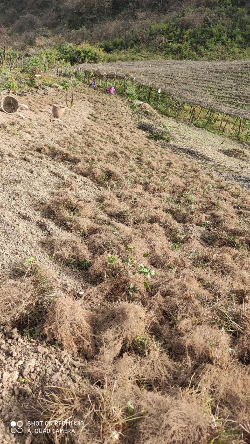【道地药材认证黄连】自有种植基地质量保证