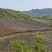 【道地药材认证黄连】自有种植基地质量保证