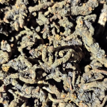 【道地药材认证黄连】自有种植基地质量保证