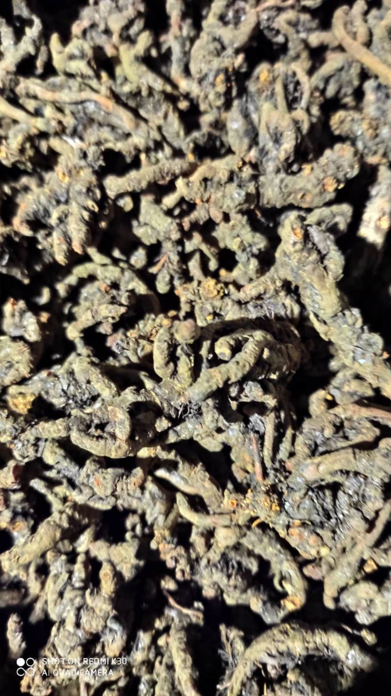 【道地药材认证黄连】自有种植基地质量保证