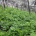 【道地药材认证黄连】自有种植基地质量保证