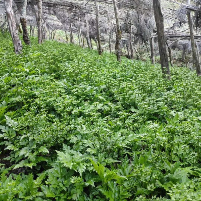 【道地药材认证黄连】自有种植基地质量保证