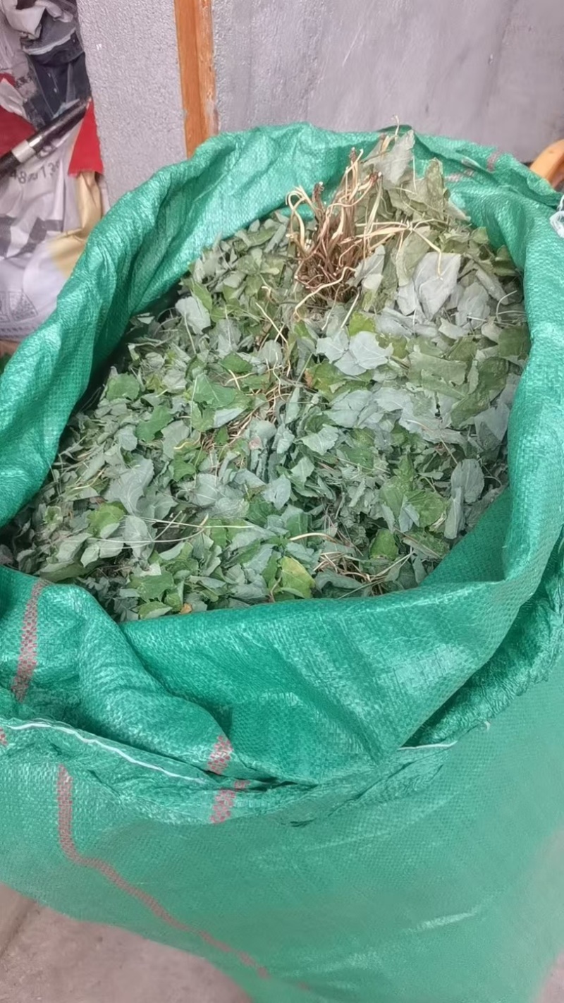 海拔高出自然生长小圆叶三枝九叶淫羊藿