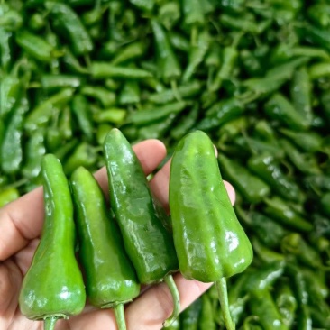 余干椒产地一手货源支持视频看货保质保量欢迎订购