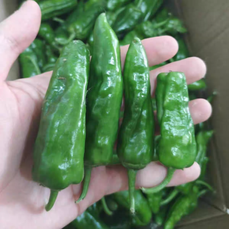 余干椒产地一手货源支持视频看货保质保量欢迎订购
