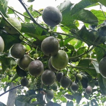 百香果***********