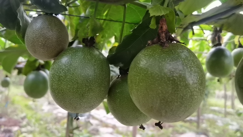 百香果***********