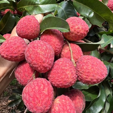 仙进奉荔枝支持批发电商代发一件代发，新鲜荔枝仙进奉荔枝