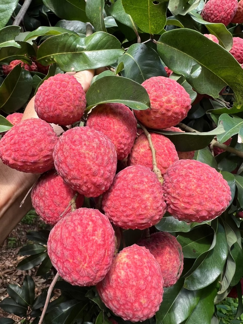 仙进奉荔枝支持批发电商代发一件代发，新鲜荔枝仙进奉荔枝