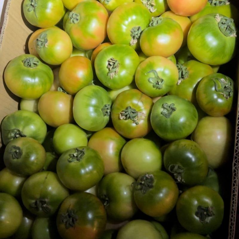草莓柿子绿腚品质好皮毛亮