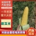 产地直供水果玉米，皮绿个大无虫，质量保证。