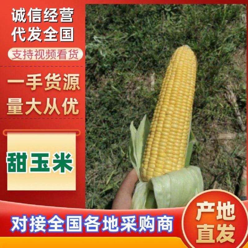 产地直供水果玉米，皮绿个大无虫，质量保证。