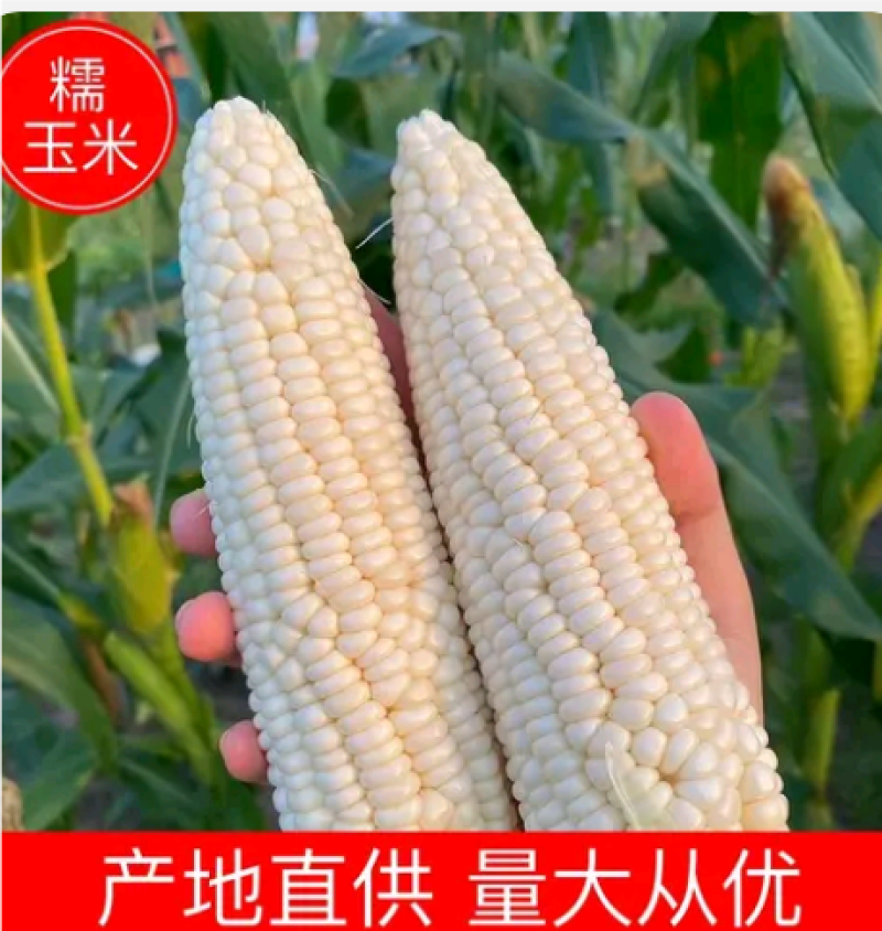 产地直供水果玉米，皮绿个大无虫，质量保证。