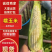产地直供水果玉米，皮绿个大无虫，质量保证。