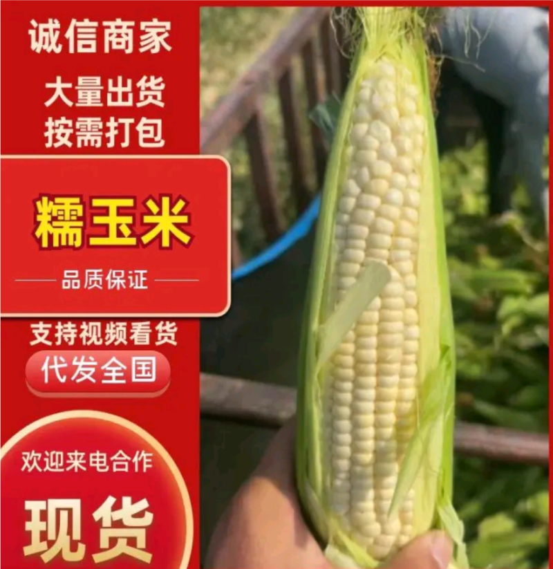 产地直供水果玉米，皮绿个大无虫，质量保证。