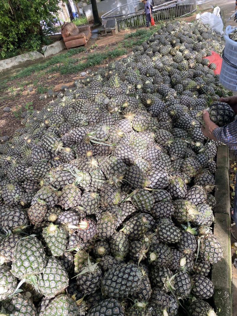 菠萝凤梨无刺卡因番梨啦刀金钻香水菠萝陆丰陂洋特产罐头水果