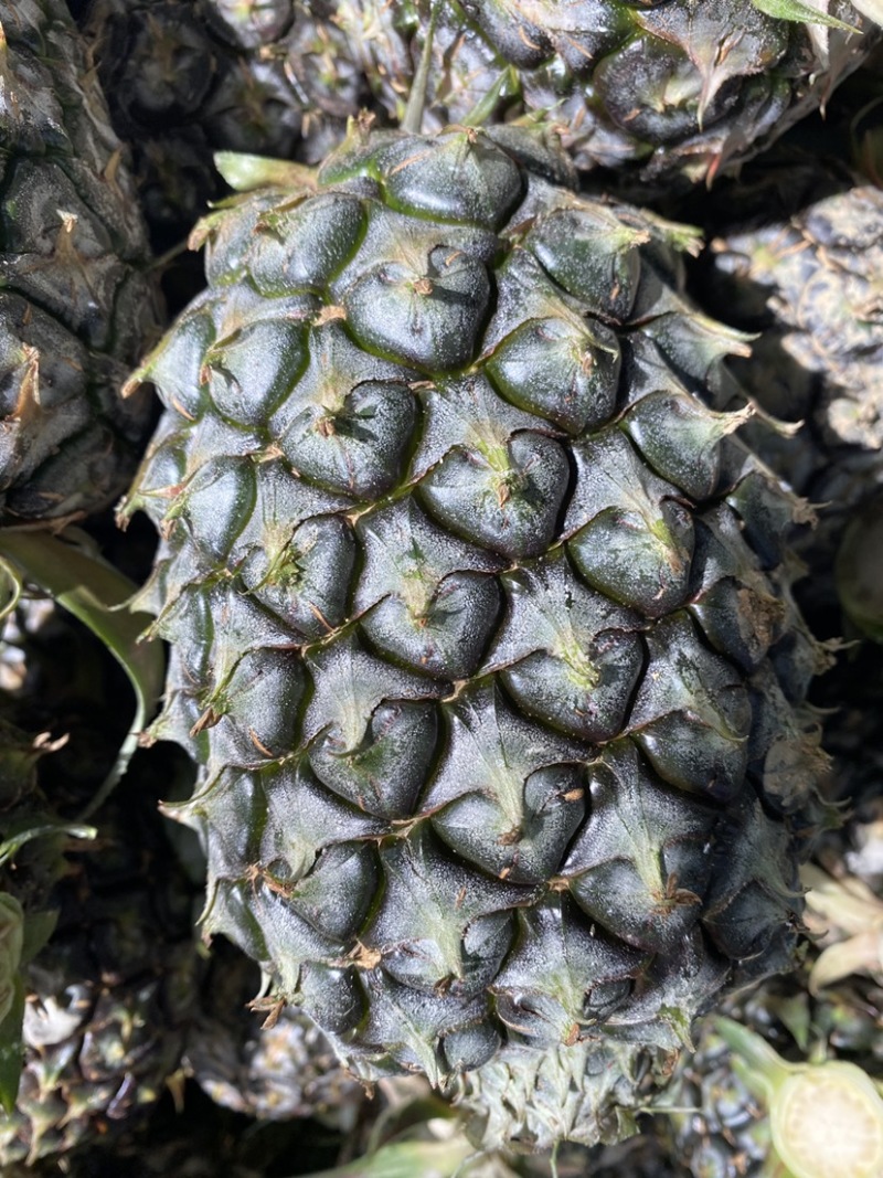 菠萝凤梨无刺卡因番梨啦刀金钻香水菠萝陆丰陂洋特产罐头水果