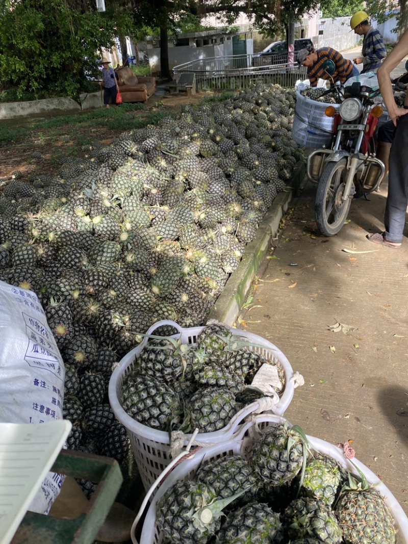 菠萝凤梨无刺卡因番梨啦刀金钻香水菠萝陆丰陂洋特产罐头水果
